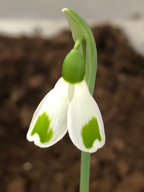 Galanthus ‘Greengage’