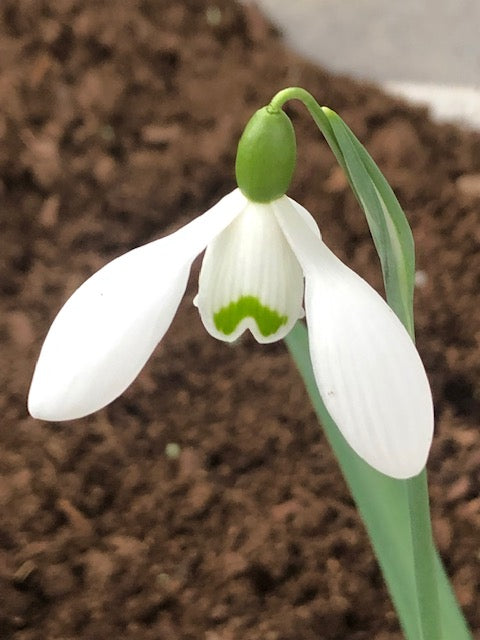 Galanthus ‘Shropshire Queen’