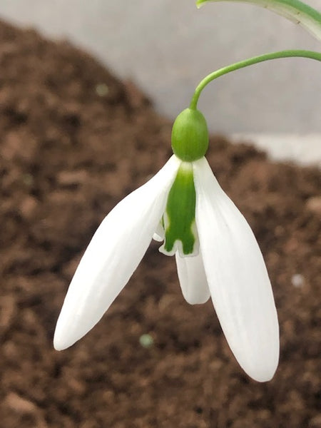 Galanthus ‘Dragonfly’