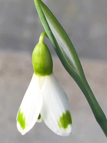 Galanthus ‘Trymlet’
