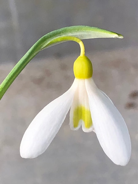 Galanthus plicatus ‘Sarah Dumont’
