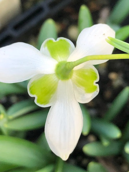 Galanthus ‘Baylham’
