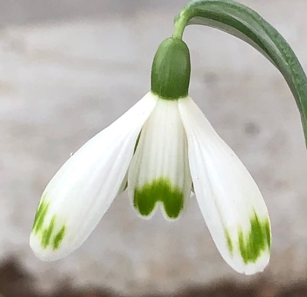 Galanthus nivalis ‘Watlington Smudge’