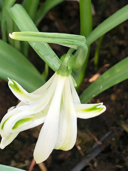 Galanthus nivalis  ‘Luke’