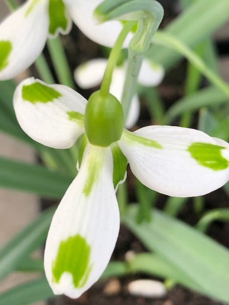 Galanthus ‘Corrin’
