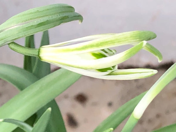 Galanthus ‘Narwhal’