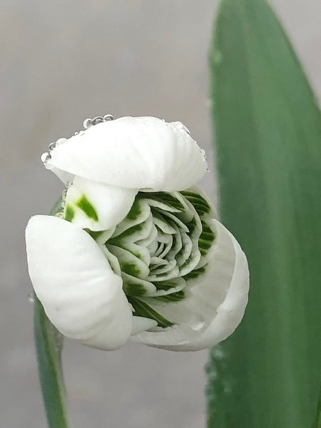 Galanthus ‘Celia's Double'
