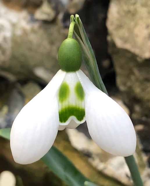 Galanthus ‘Son of a Gun’