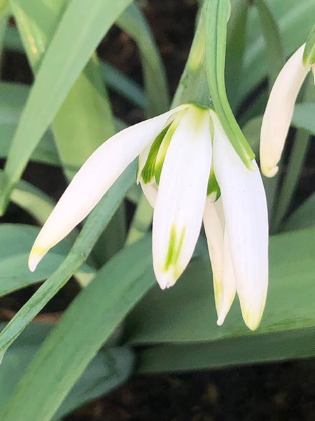 Galanthus ‘Starling’