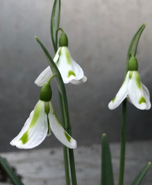 Galanthus ‘Philippe Andre Meyer’