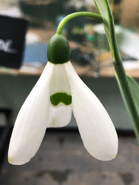 Galanthus ‘Hercule’