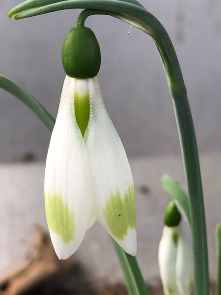 Galanthus ‘Moya's Green’