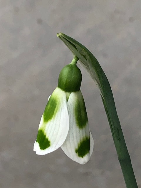 Galanthus ‘Tangfastic’