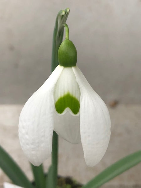 Galanthus ‘Dodo Norton’