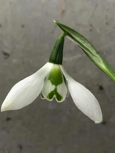 Galanthus ‘Ermine House’