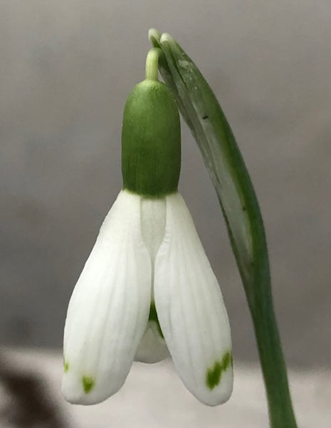 Galanthus ‘Cinderella'