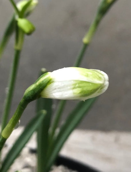 Galanthus ‘Funny Justine’