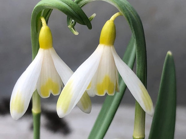 Galanthus nivalis 'Ecusson D'Or'