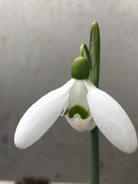 Galanthus ‘Wessex Head’