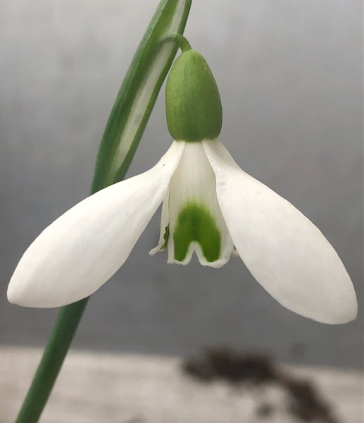 Galanthus rizehensis ‘Baytop’
