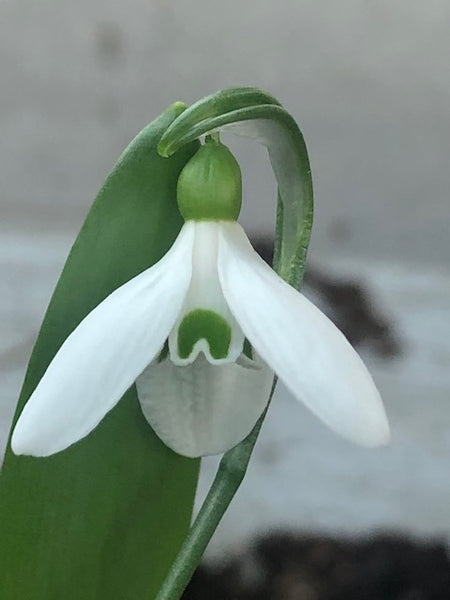 Galanthus x allenii