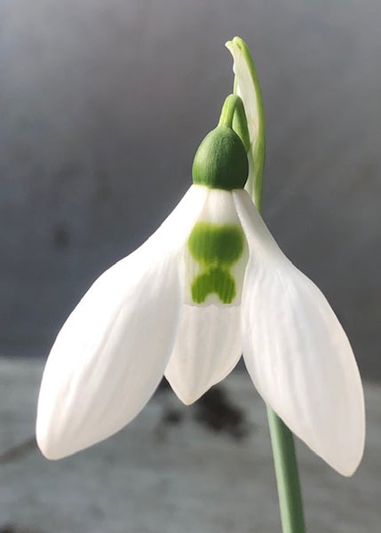 Galanthus ‘John Nash’