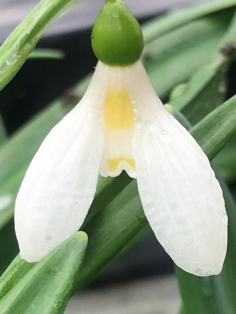 Galanthus ‘Uli&#39;s Gift&#39;