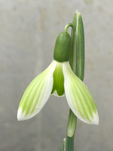 Galanthus nivalis ‘Arwen’ G008