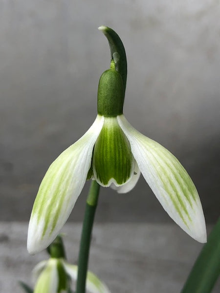 Galanthus x valentinei 'Bethany'