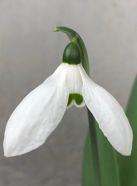 Galanthus ‘Fieldgate Tiffany’