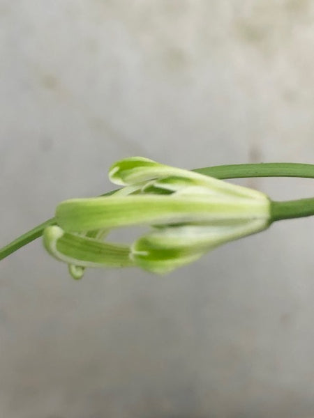 Galanthus 'Woozle'