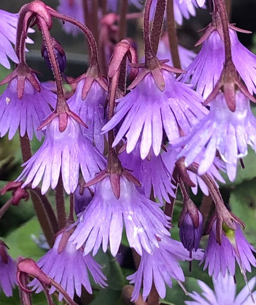 Soldanella carpatica