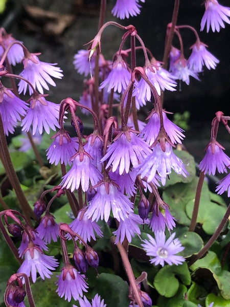 Soldanella montana