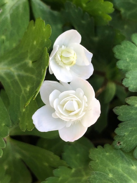 Anemone flaccida 'Futabazuru'