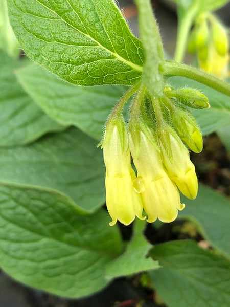 Symphytum tuberosum