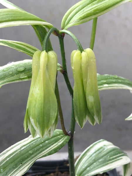 Disporum sessile ‘Variegatum’