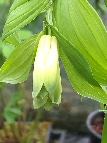 Disporum sessile f.  macrophyllum BSWJ 4316
