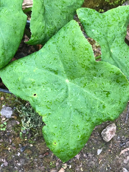 Podophyllum difforme