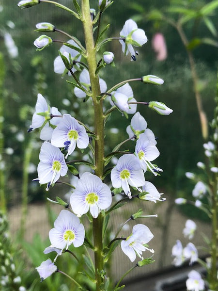 Veronica gentianoides ‘Alba’