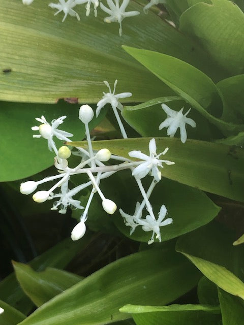Speirantha convallarioides (gardenii)