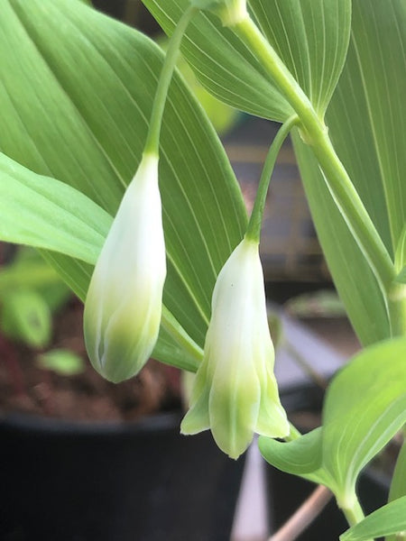 Polygonatum odoratum ‘Flore Pleno’ AGM