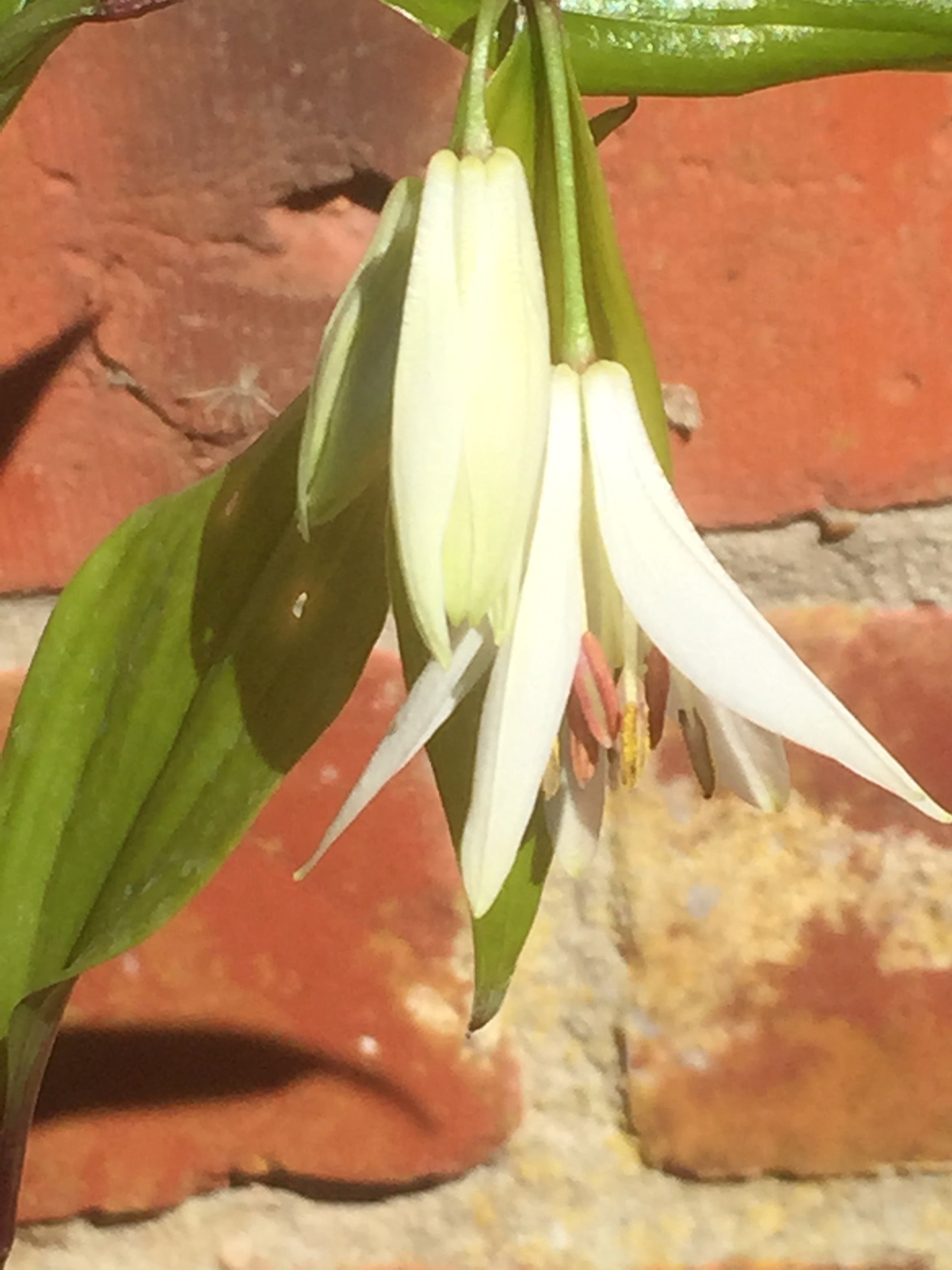 Disporum &#39;Lisu Bells&#39;