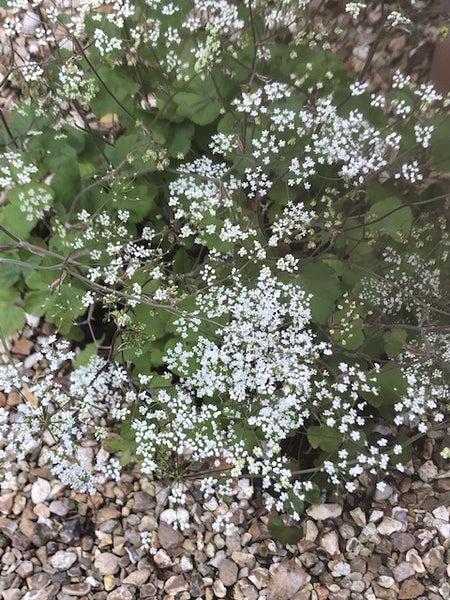 Pimpinella tripartita