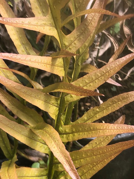 Drynaria aff. propinqua