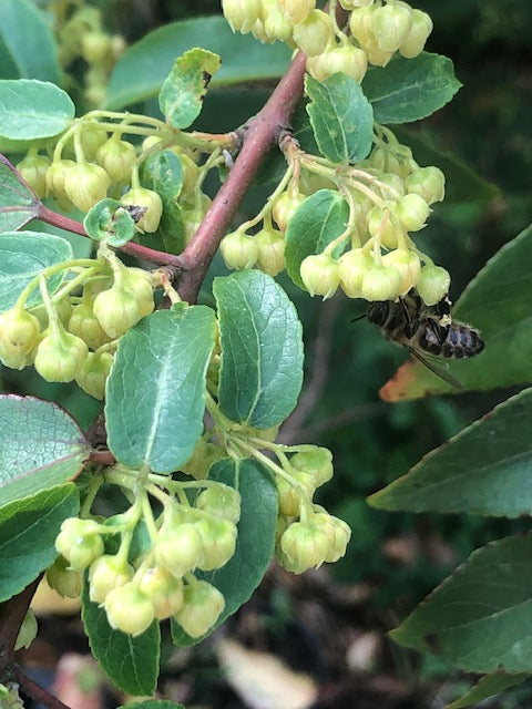 Aristotelia chilensis