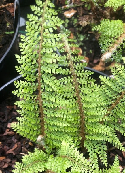 Polystichum setiferum 'Acutilobum Group'