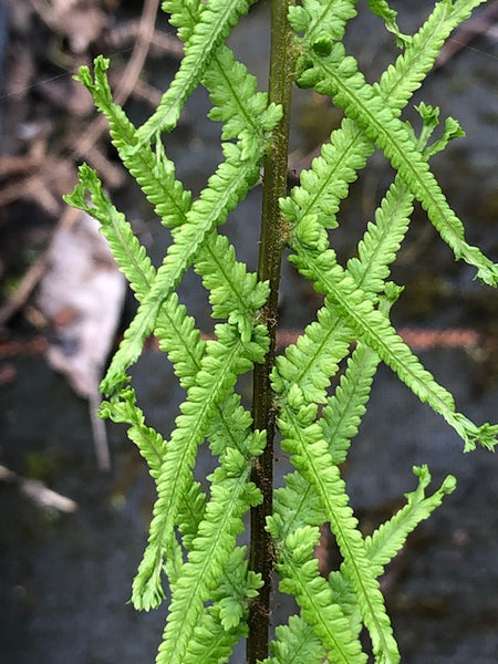 Athyrium filix-femina 'Dre's Dagger'