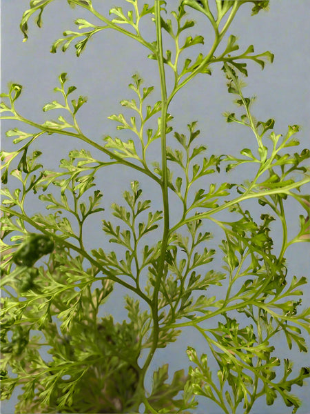 Onychium cryptogrammoides