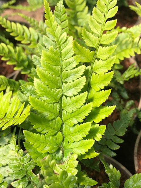 Polystichum biaristatum