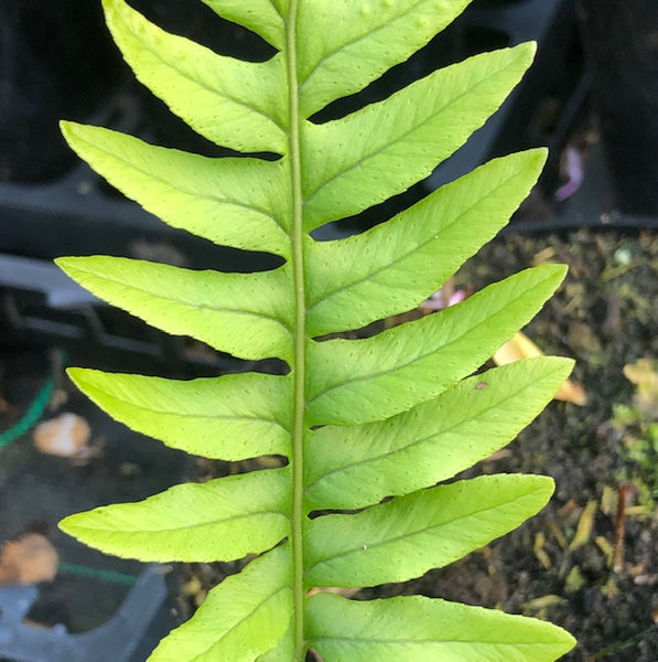 Polypodium x mantoniae